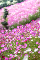 Obraz premium コスモスの花 秋のイメージ