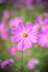 Obraz premium コスモスの花 秋のイメージ