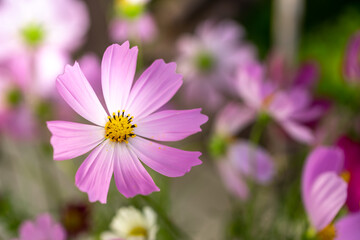 コスモスの花　秋のイメージ