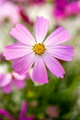 Fototapeta premium コスモスの花 秋のイメージ