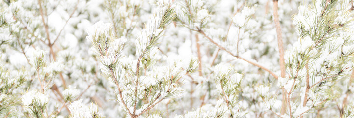 snowy winter season in nature. fresh icy frozen snow and snowflakes covered spruce or fir or pine tree branches on frosty winter day in forest or garden. cold weather. christmas time. banner