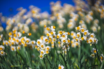 水仙の花　初春イメージ