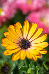 デイジーの花　春のイメージ