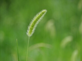 天然猫じゃらし