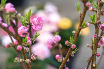 桃の花　春のイメージ