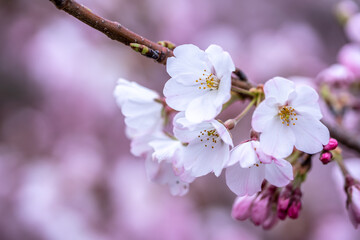桜の花　春のイメージ