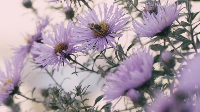 Aster Symphyotrichum or New England aster swaying in low breeze, bee on flower. Beautiful autumn flowers. Purple asters. Nature background for relaxation. Selective focus, slow motion, close-up