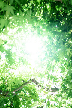 緑のモミジ 初夏のイメージ © TOMO