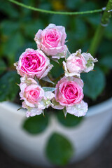 バラの花