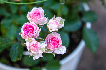 バラの花