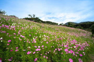 コスモスの花　秋のイメージ