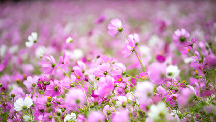 コスモスの花　秋のイメージ