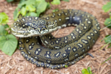 Australian Diamond Python; Morelia spilota spilota