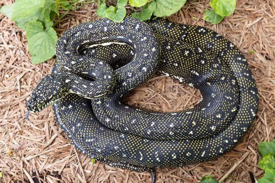 Australian Diamond Python; Morelia spilota spilota