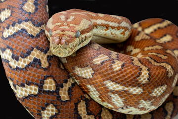 Centralian or Bredl's Carpet Python

