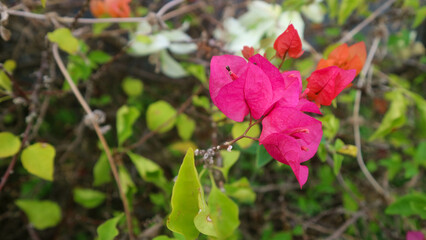 beautiful red flowers in an amazing garden