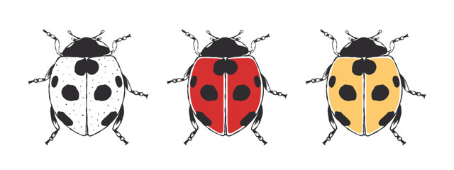 Ladybug. Cute hand drawn sketched Beetle. Doodle beetles. Vector illustration © Роман Ярощук