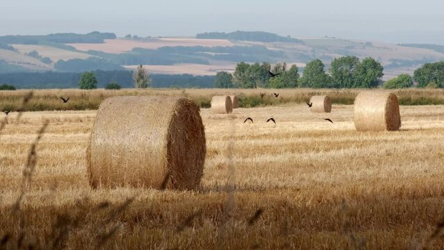 round hay bails in the field with black crows flying across the field in summertime
