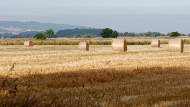 round hay bails fresh from harvest in the field in England on a sunny hot day in summertime