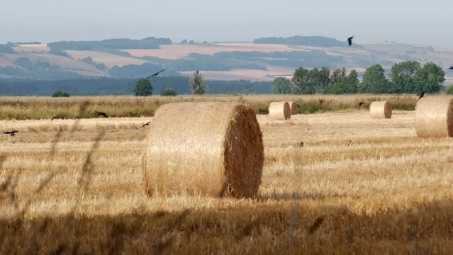 field of harvested wheat, hay bails and black crows flying close to field looking for food, summers day - Powered by Adobe