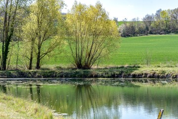 Saule surplombant un petit étang avec ses feuilles vertes clair par une belle journée de début de printemps