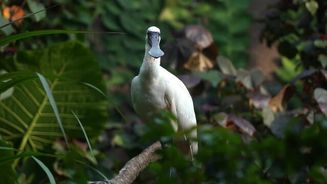 Wading bird species, endangered black-faced spoonbill, platalea minor, perching on tree branch in the wild nature, handheld motion close up shot.