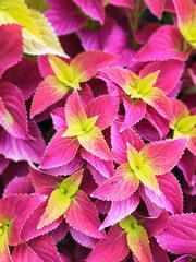 red and green leaves