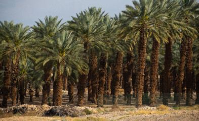 Fototapeta premium Plantation of palms tree in a farm in direct sunlight. Image symbol for palm tropical agriculture in the Middle East.