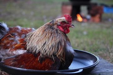 Rooster on the cast iron and cauldron on fire on the background. Сhicken before cooking.
