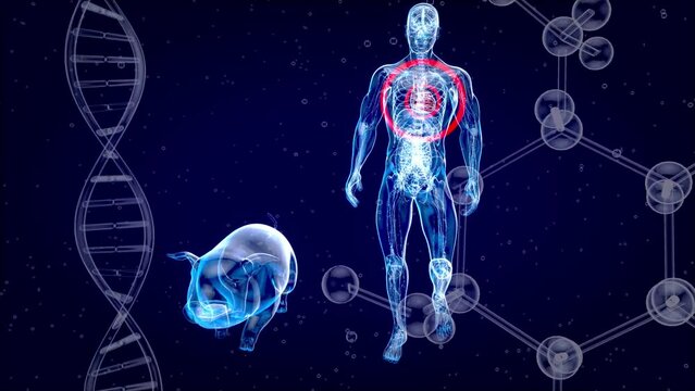 Abstract 3D animation of a pig heart transplantation