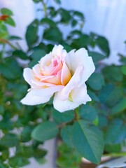 pink rose