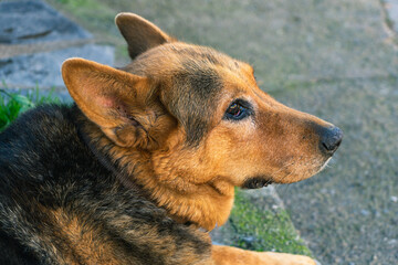dog lying on the street