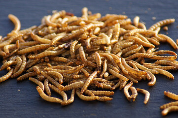 Mehlwürmer freigestellt auf schwarzem Hintergrund