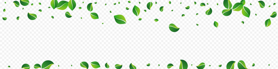 Olive Greens Nature Vector Panoramic Transparent