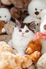 Obraz premium Kätzchen mit vielen Kuscheltieren - Teddybären