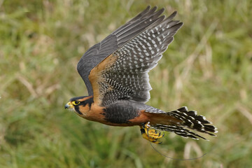 Aplomado falcon flying over field