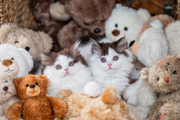 Kätzchen mit vielen Kuscheltieren - Teddybären