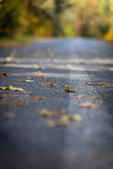 Asphalt road with autumn leaves. Background for postcards autumn walk.