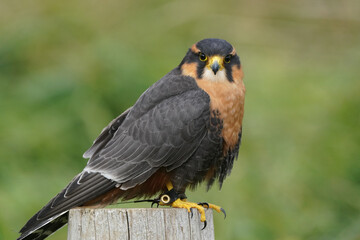 Aplomado falcon perching on wooden post in field