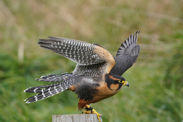 Aplomado Falcon taking off into flight over field area