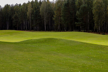 Green field against the background of forest and a blue sky