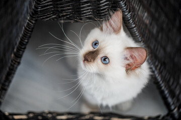 Katze, Heilige Birma im Wohnzimmer, Kätzchen