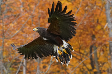 Harris Hawk flying against bright fall colours of forest