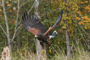 Harris Hawk flying over area with trees, fall colour and forest in background