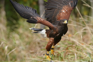 Harris hawk taking off in grassy field area