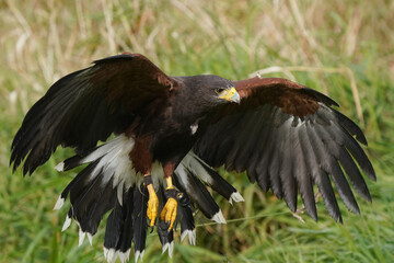 Harris Hawk flying over grassy area