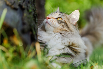 Katze im Garten - Norwegische Waldkatze