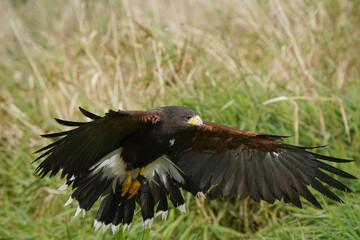 Harris Hawk flying over grassy field area