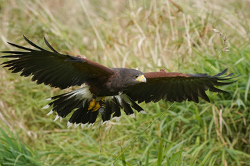 Harris Hawk flying over grassy field area