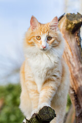 Naklejka na ściany i meble Katze im Garten, klettert auf Baum, Norwegische Waldkatze